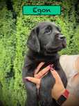 Labrador Retriever- czarny psiak FCI