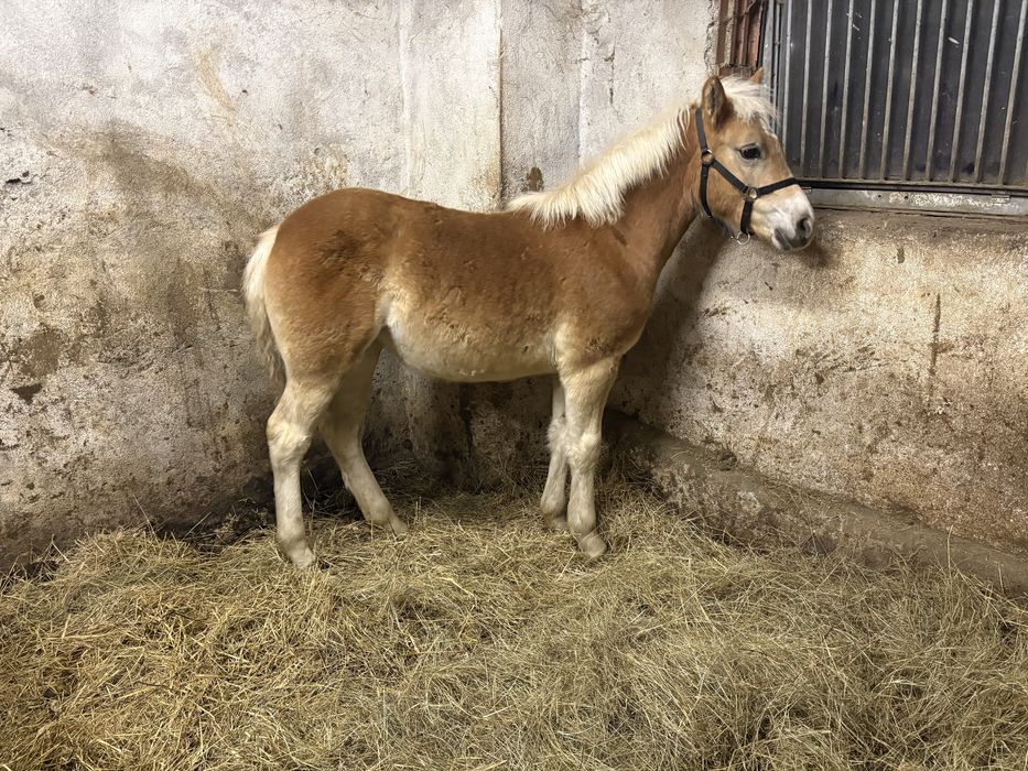 Klacz źrebak haflinger