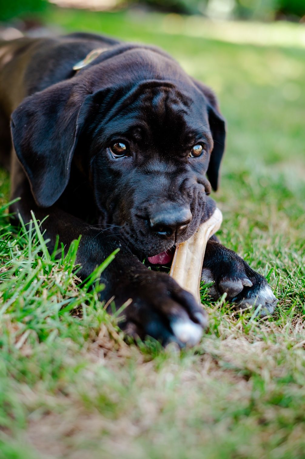 Кане корсо цуценята КСУ щенки Cane corso