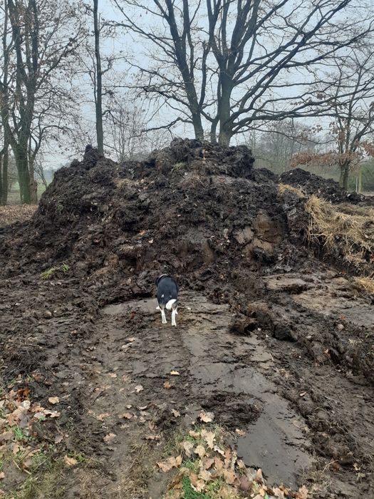 Obornik sezonowany bydlęcy