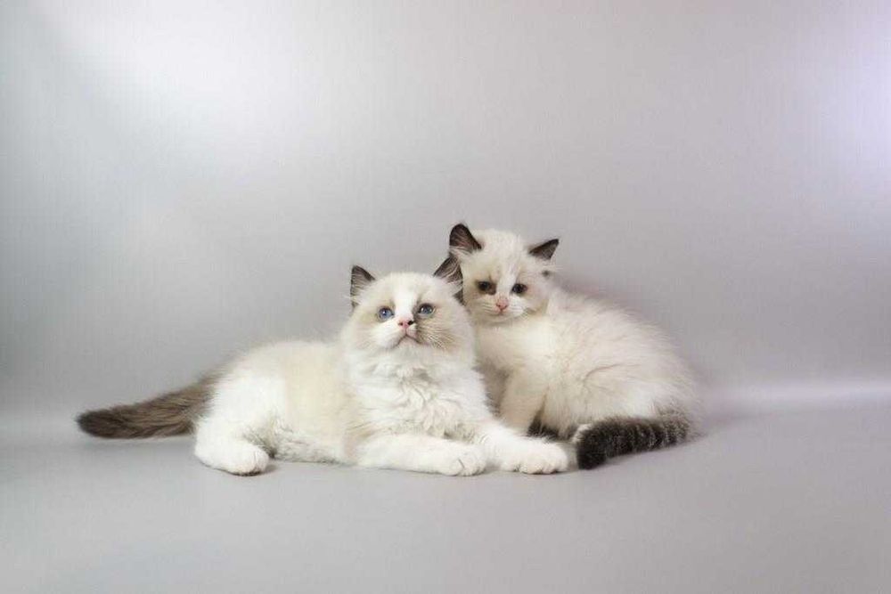 У нас підросли чарівні регдоллики