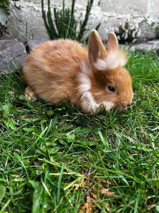 Króliczek miniaturka