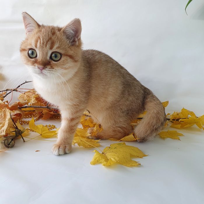 Котик британец золотая шиншилла, радость в дом, друг ребенку. Котята
