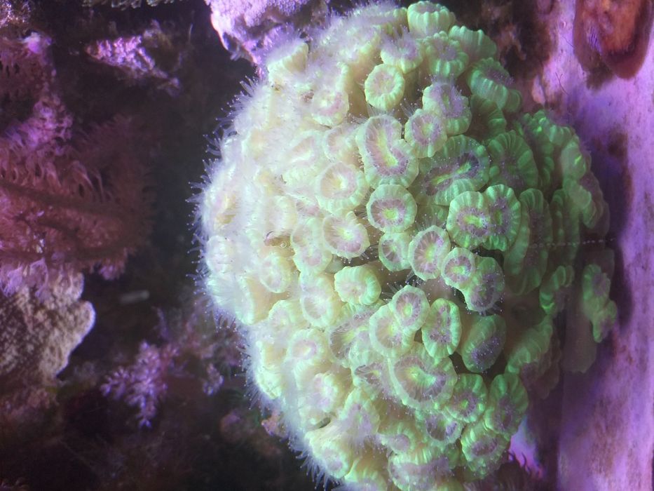 Caulastrea Fluo koralowiec LPS morskie