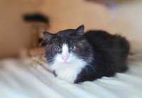Привабливий пухнастик з блакитними очима шукає дім:  Філ 2роки кіт кот