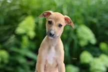 Whippet- chart angielski