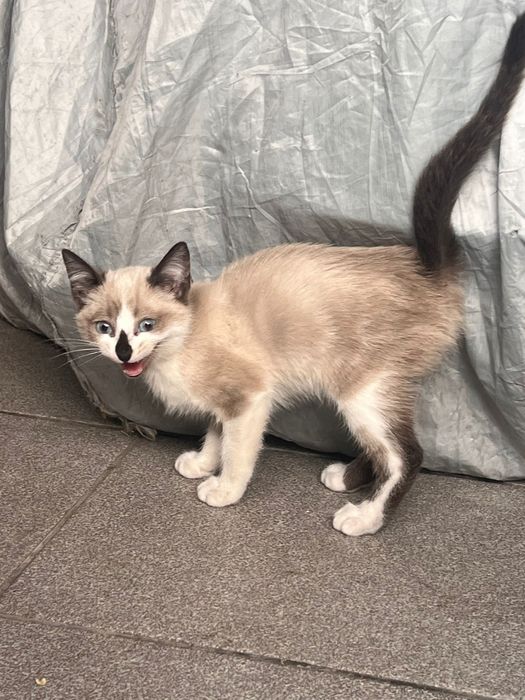 Gatas para adoção responsável