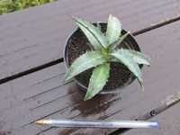 Agawa kolekcjonerska - agave xylonacantha - sadzonki