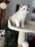 Kotka Ragdoll bicolor
