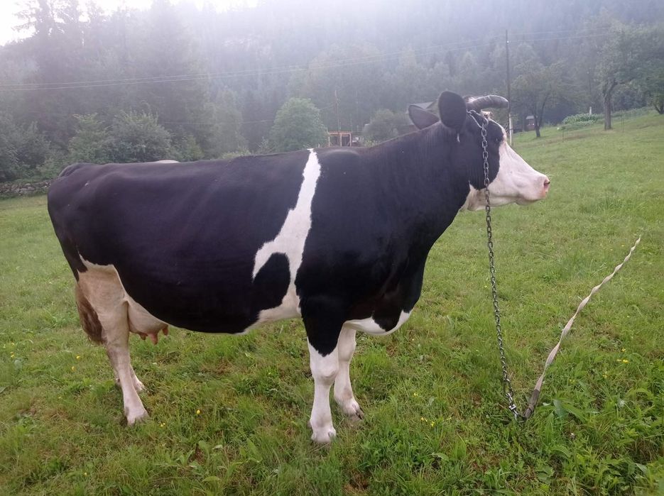 Продам породисту корову