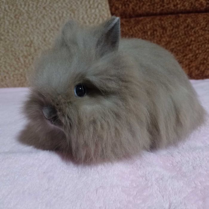 Królik Karzełek Teddy królik Miniaturka gotowe do odbioru króliczki