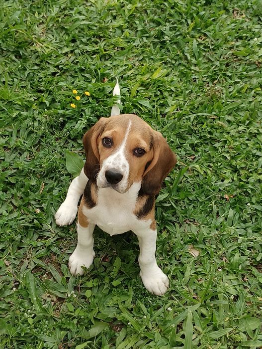 Beagle 5 meses fêmea
