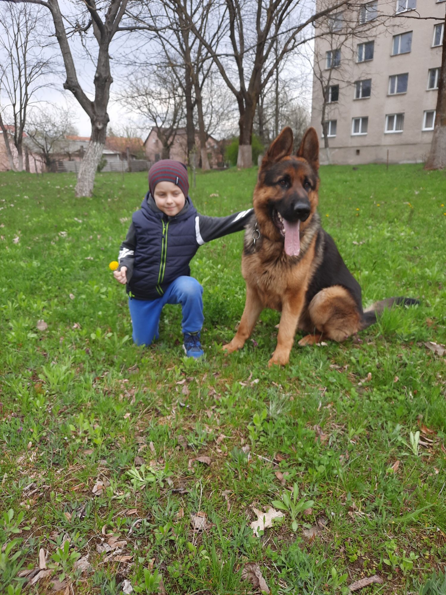 В'язка німецька вівчарка