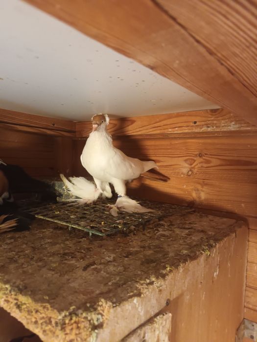 Krymka Polska mlode i stare lub wymienię na parę wiedenskich