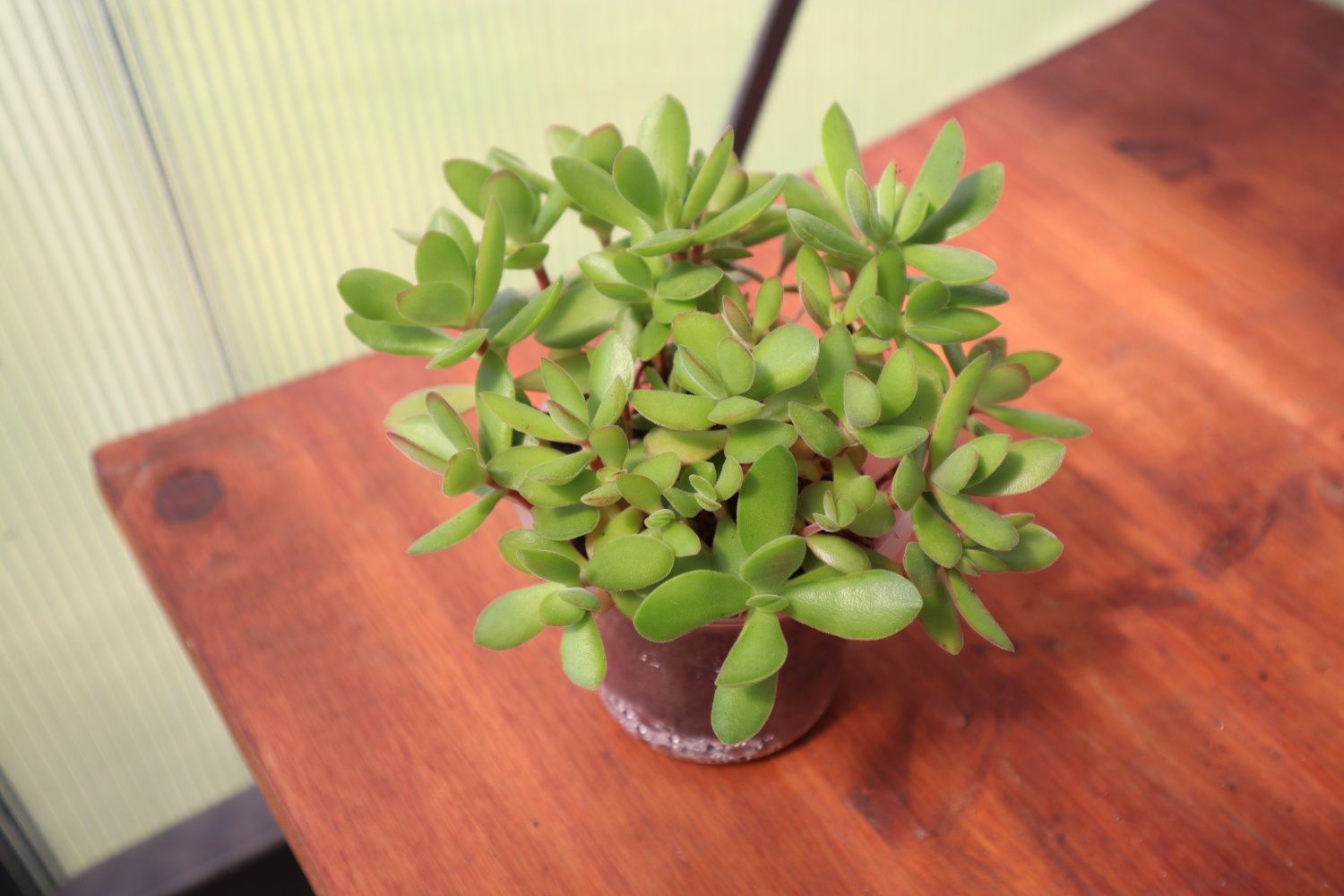 Suculenta real - Crassula Dejeta