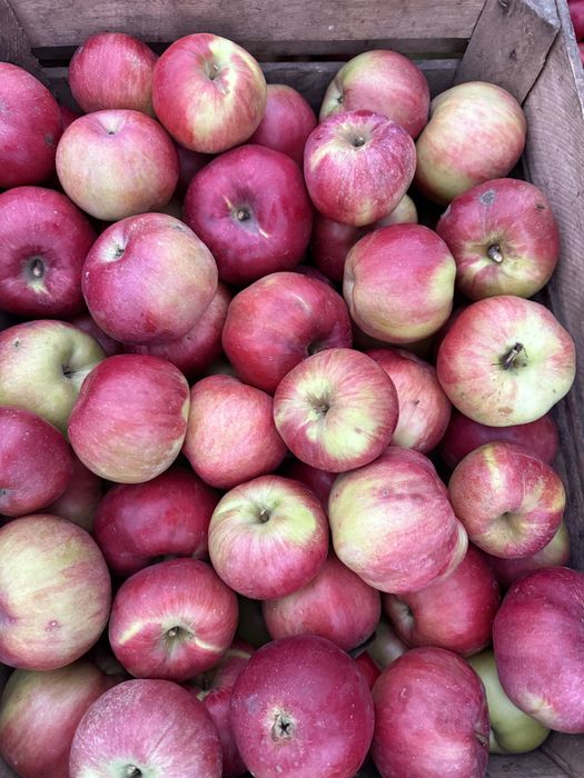 Продам яблука сорту Спартан та Айдарет