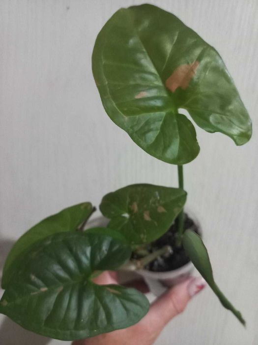 Замія (картонна пальма), маранта,сингоніуми, бегонія,  Кімнатні квіти