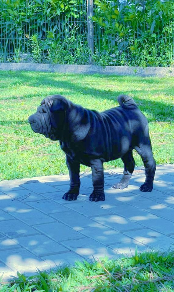 Shar pei... Bebes sharpei