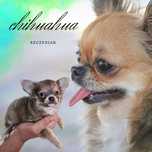 Chihuahua długo włosy lila