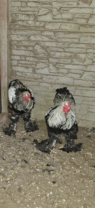 Koguty bchmy olbrzymiej , silka i Kochin jarzębiaty