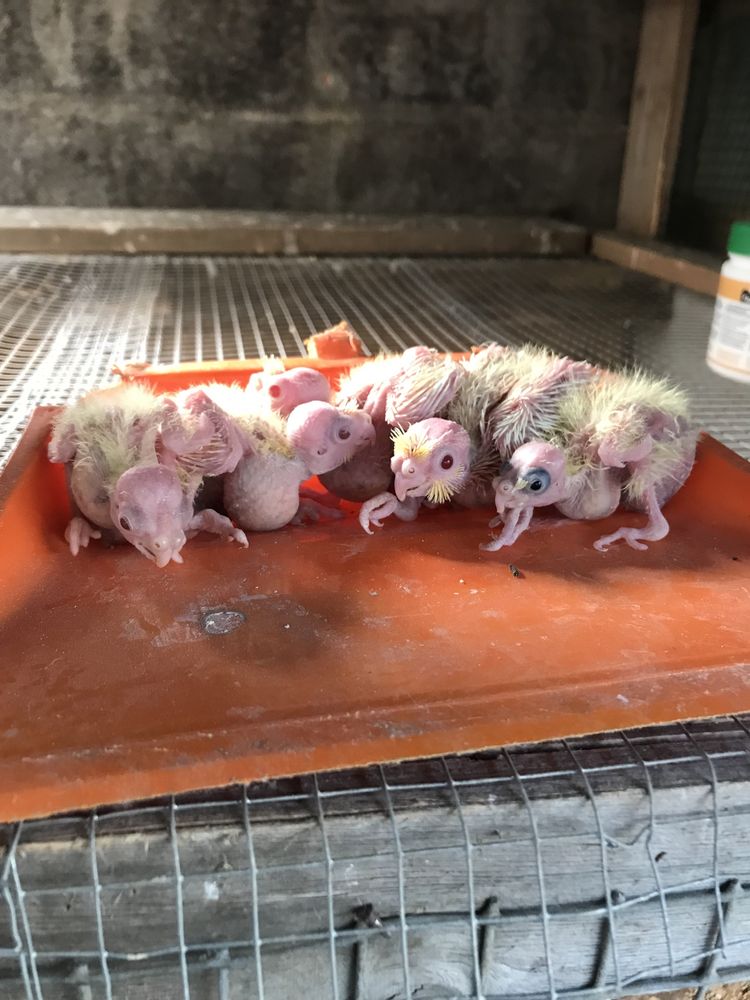 Caturras para criar a mao