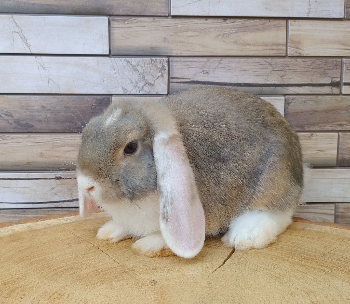 Mini lop wolne króliczki baranki