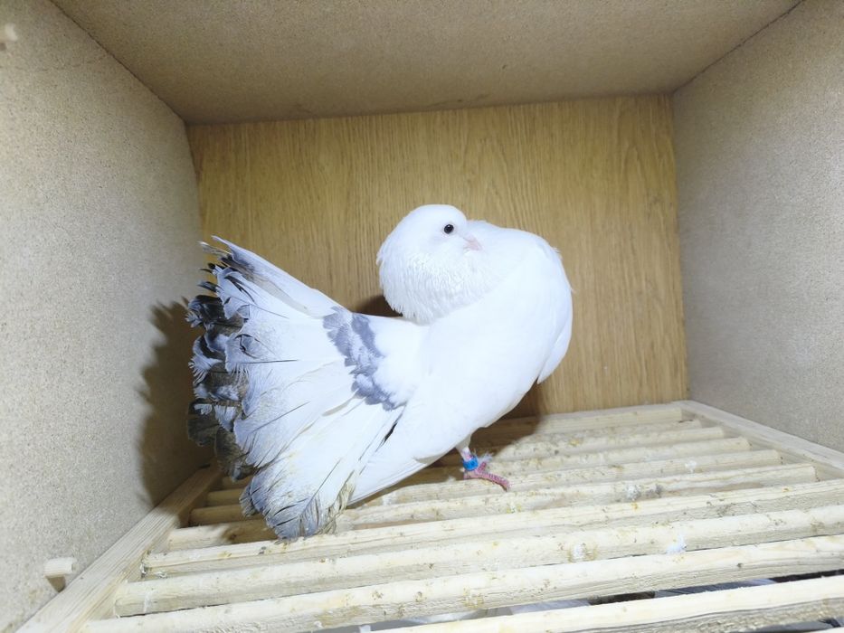 Gołębie pawiki lustrzane para