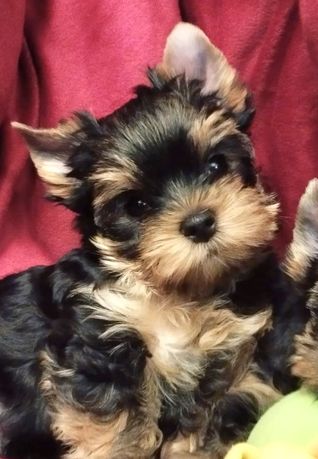 Yorkshire terrier,  York , suczka (FCI)