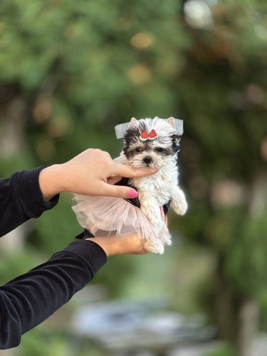 Міні Бівер Йорк дівчинка — елегантність у кожному русі бивер