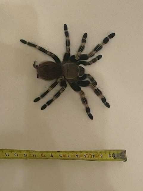 Nhandu Chromatus