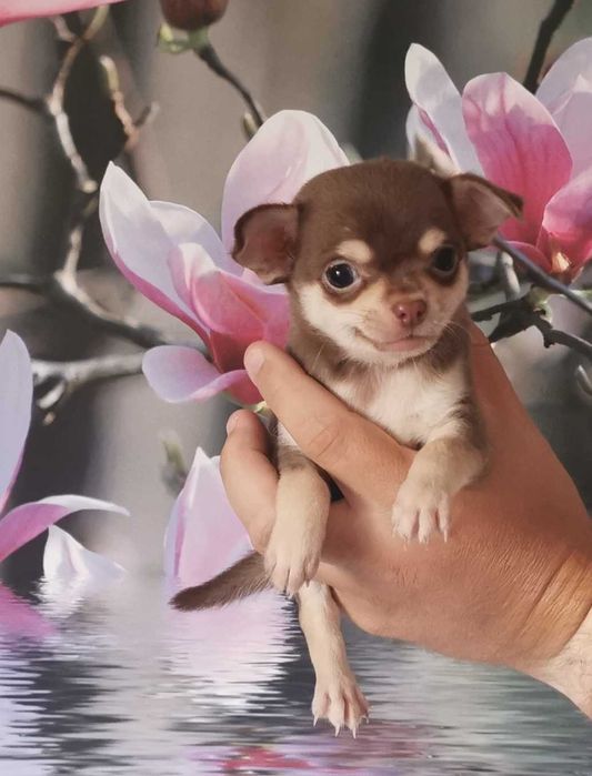 Cudowna dziewczynka rasy CHIHUAHUA !