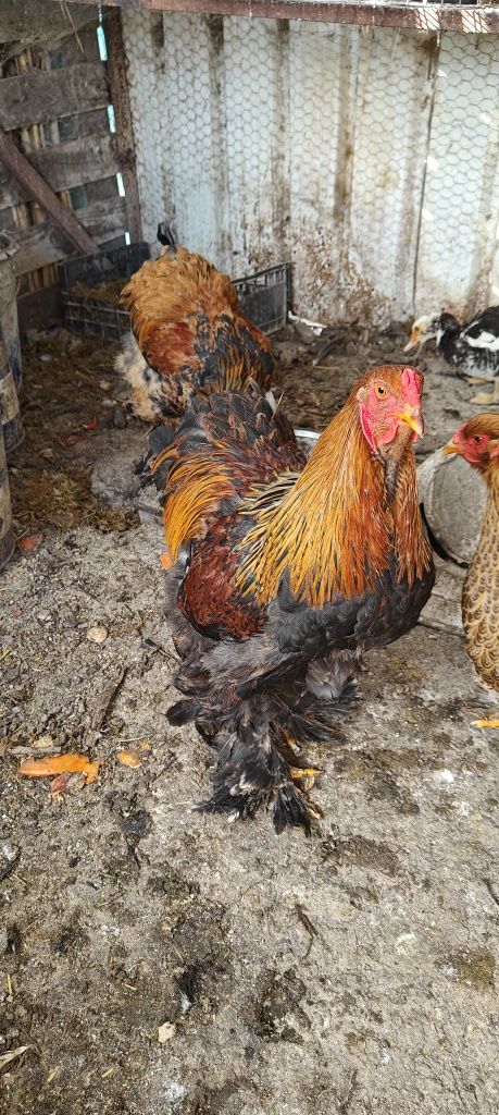 Galos Brahma perdiz.