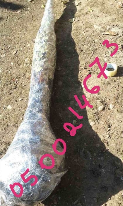 Саженцы Липы. Граб. Бук. Ясень. Дуб. Береза.