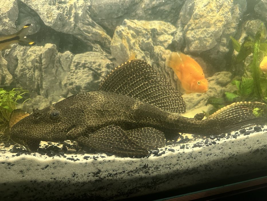 Glonojad plecostomus
