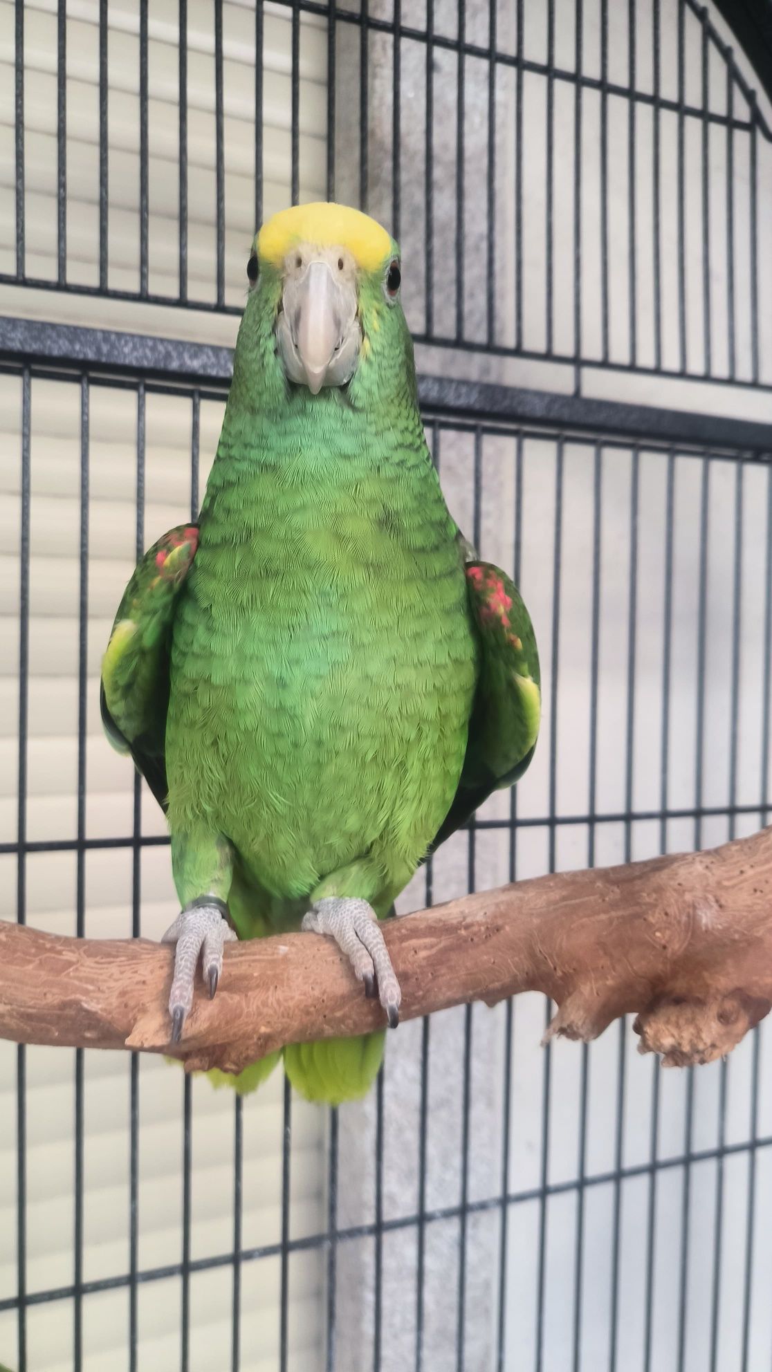 Amazonas oratrix