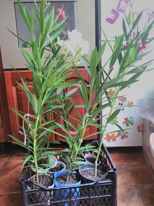 Олеандр розовый, белый