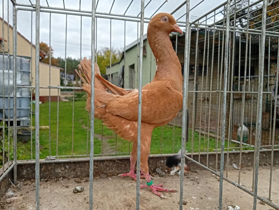 Kuraki kurak maltanski