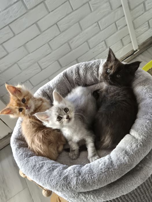 Kocurek czarny Maine coon