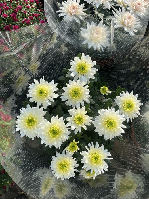 Chryzantemy Wielokwiatowe