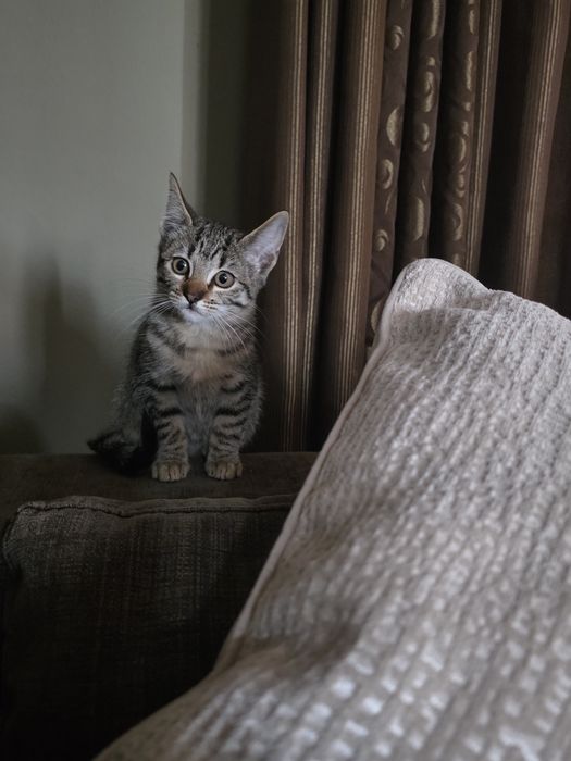 Gatinho para adopção