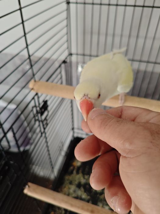 Ringneck criado à mão muito bonito e meigo