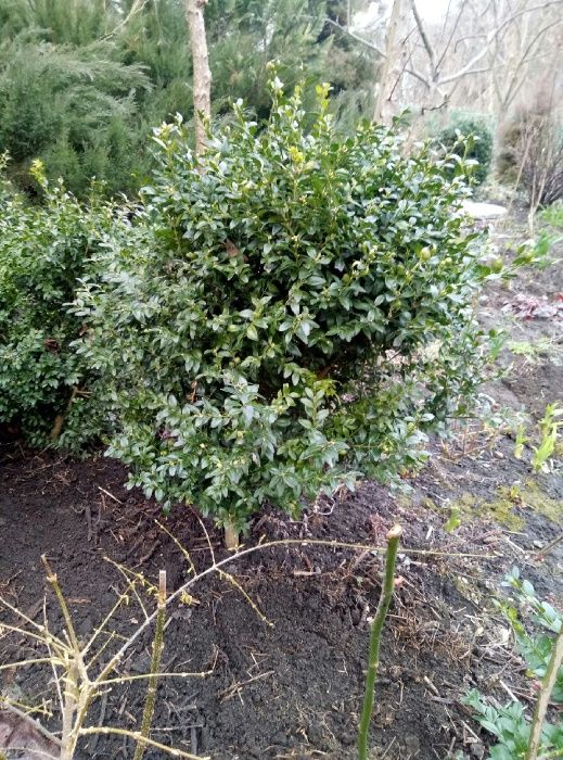 самшит, можевельник