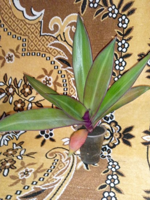 Алое лекарственный и другие