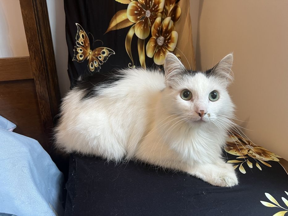 Cudowny Lizak szuka domku