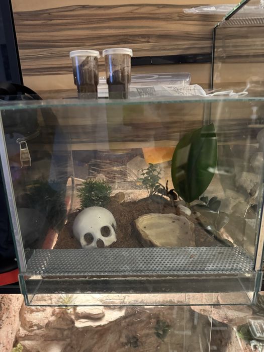 Terrarium  30x30x30  dla pajaka gada itp