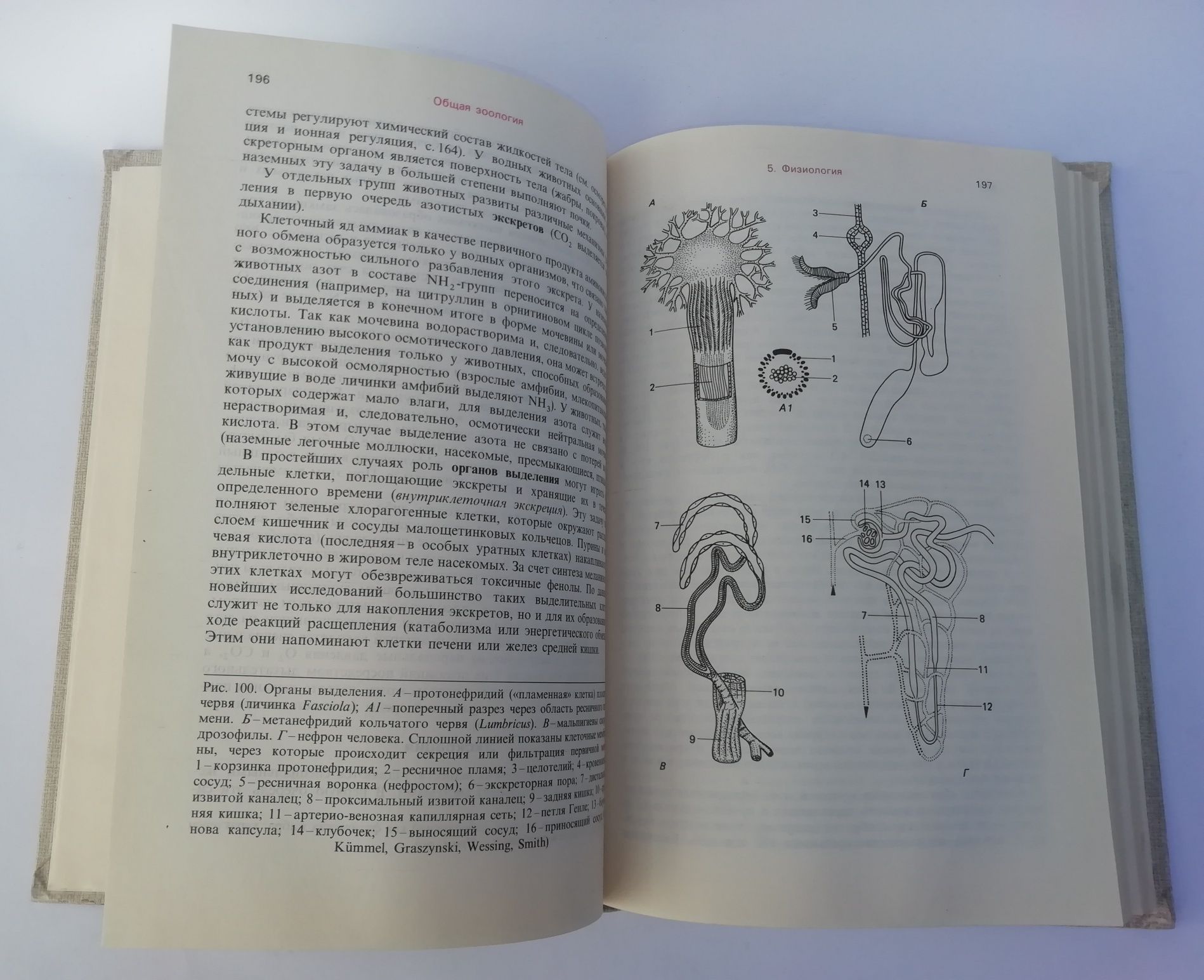 Э. Хадорн, Р. Венер  Общая зоология. м-ва "Мир" 1989 г.