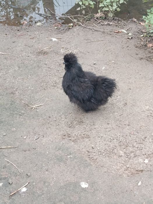 Sprzedam parkę silek i kurczęta