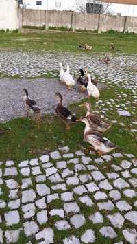 Vendo patos ruean e  ovos