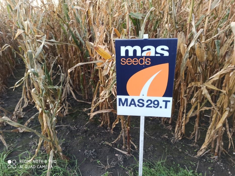 Kukurydza MAS 26K , Mas 29T, Mas 306P, Mas 22R ,Mas 23M, Mas 26R