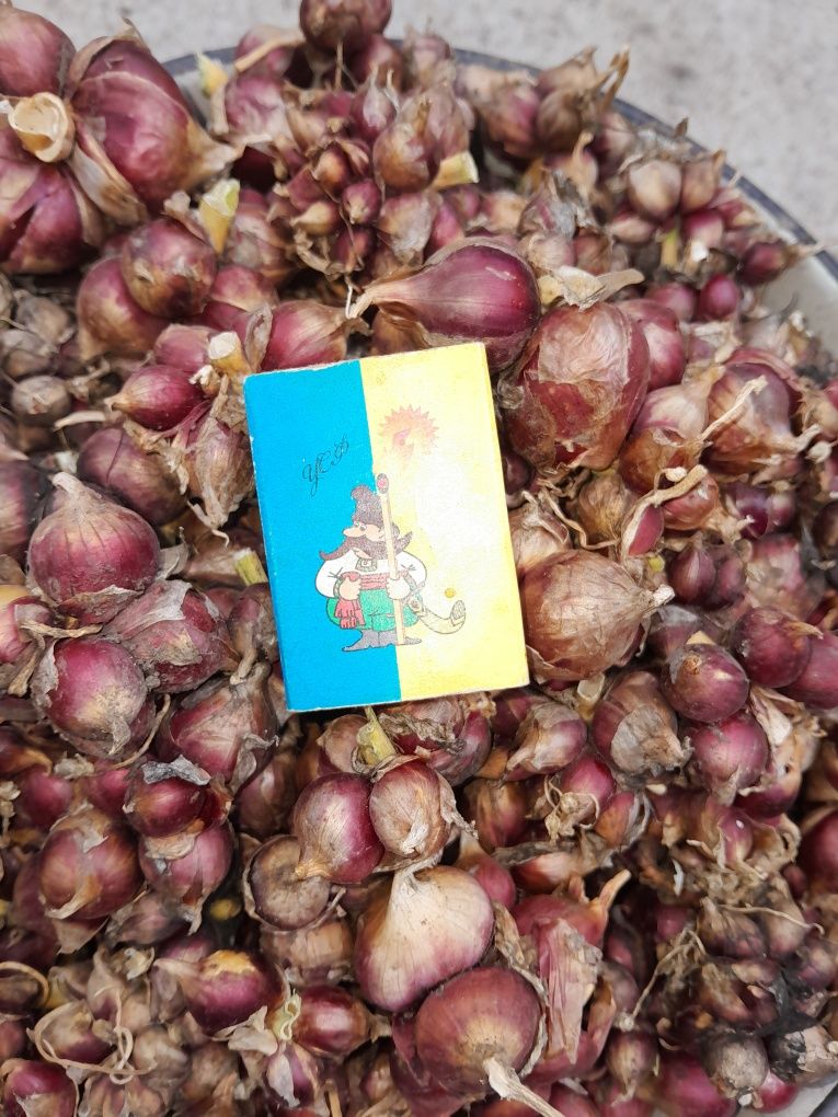 Продам цибулю Єгипетську,  багатоярусну, крокуючу  (лук многоярусный)